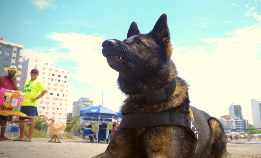 Caes policiais da PCPR no litoral