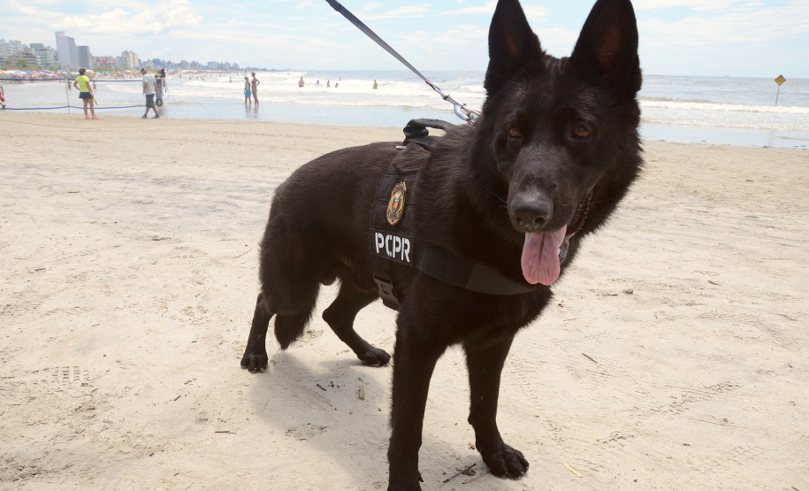Caes policiais da PCPR no litoral