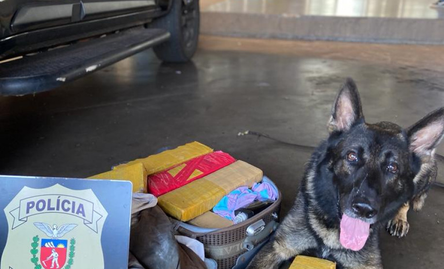 Cão policial Chris apreende maconha em Maringá
