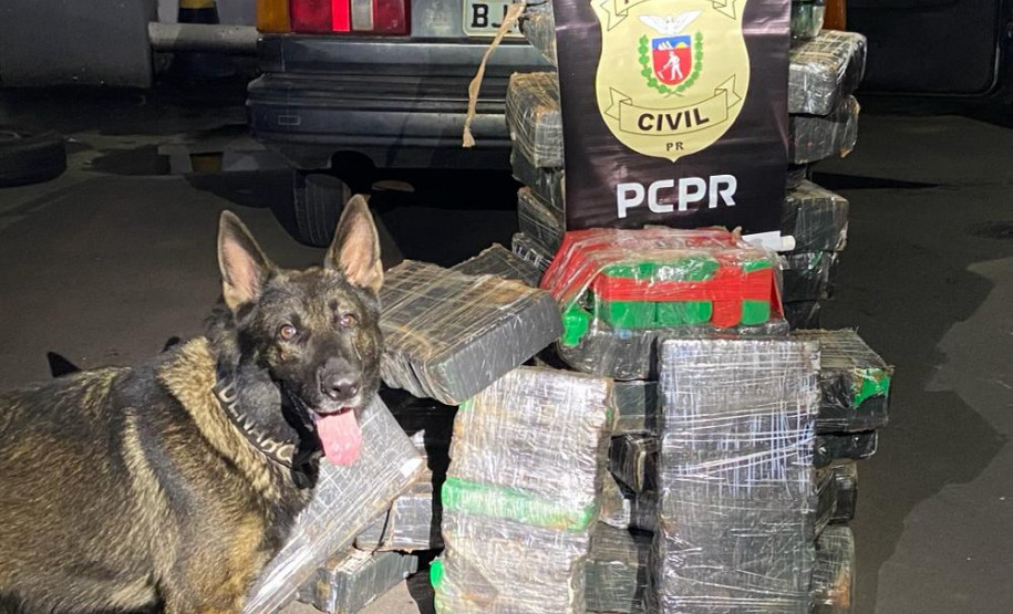 Cão policial da PCPR aparece em foto com droga apreendida