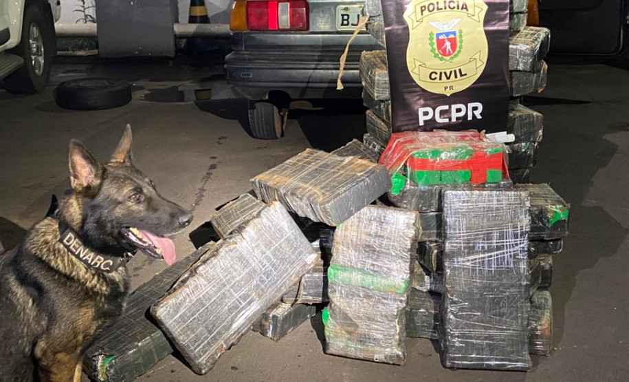 Cão da PCPR aparece em foto com maconha apreendida