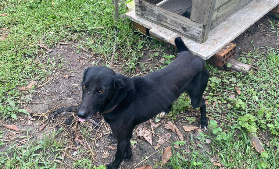 PCPR prende em flagrante homem por maus tratos a oito animais em Guaratuba