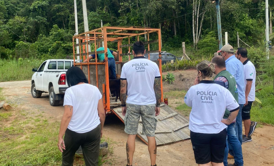 PCPR prende em flagrante homem por maus tratos a oito animais em Guaratuba