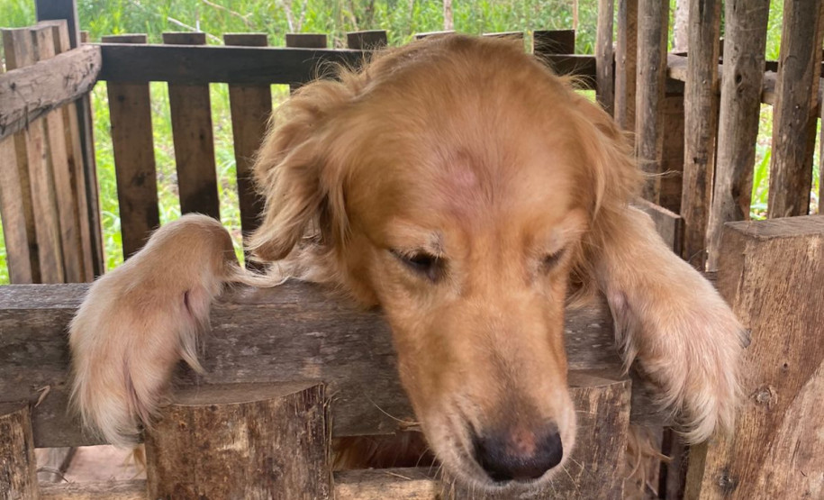 PCPR prende em flagrante homem por maus tratos a oito animais em Guaratuba