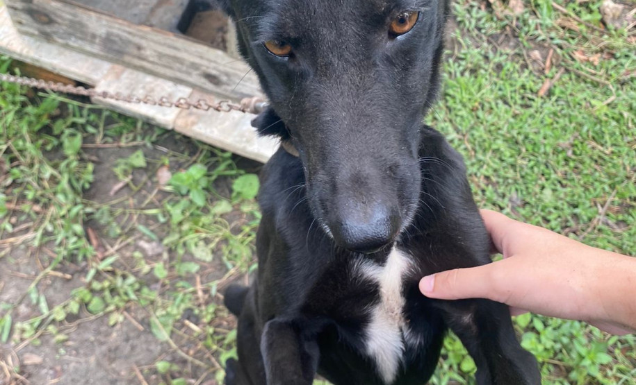 PCPR prende em flagrante homem por maus tratos a oito animais em Guaratuba