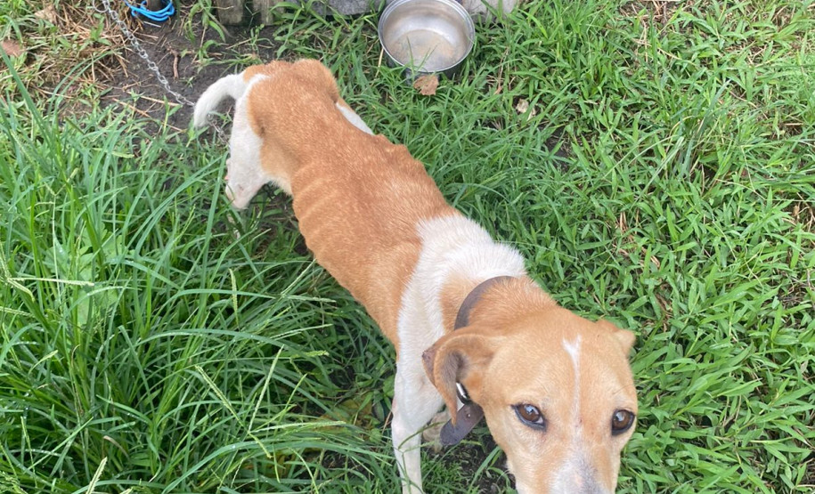 PCPR prende em flagrante homem por maus tratos a oito animais em Guaratuba