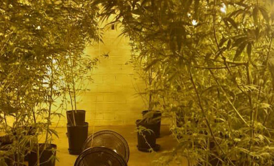 Forças policiais tiraram de circulação mais de 272 toneladas de drogas em 2021