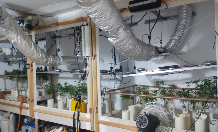 PCPR encontra plantio de maconha e prende suspeito em Foz do Iguaçu