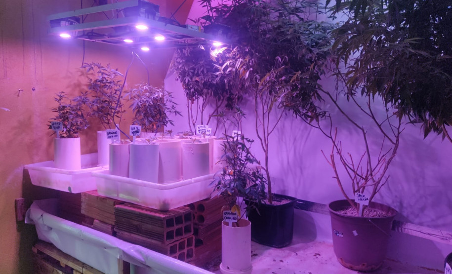 PCPR encontra plantio de maconha e prende suspeito em Foz do Iguaçu