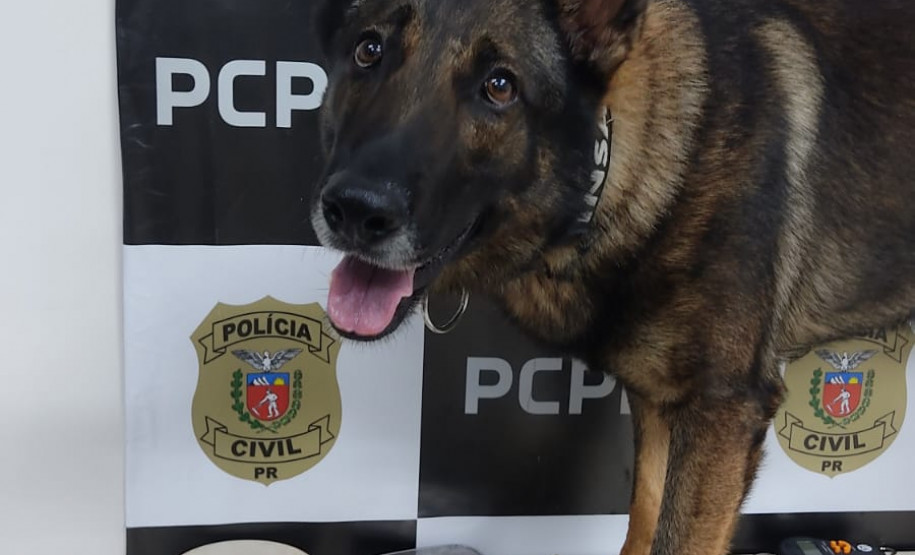 Cão policial da PCPR apresenta material apreendido em ação