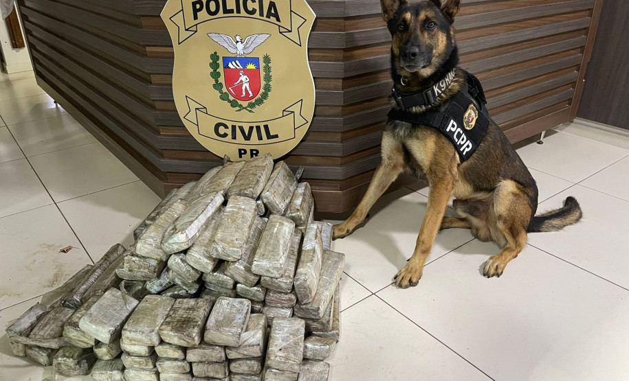 PCPR apreendeu 59 quilos de maconha em Pato Branco