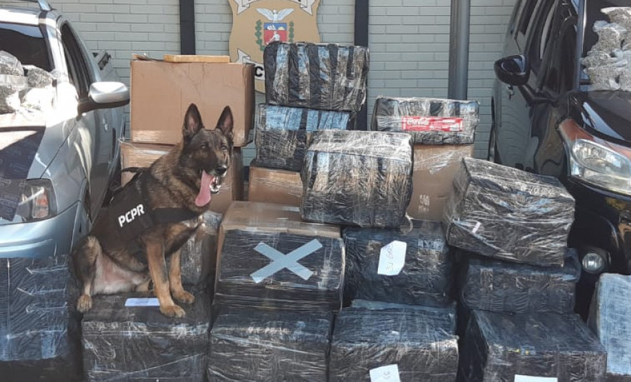 PCPR apreende 876 quilos de maconha e prende um homem em Foz do Iguaçu