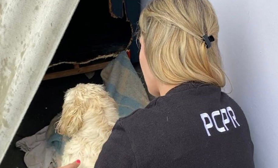 PCPR prende em flagrante casal por maus-tratos a cachorros em Curitiba