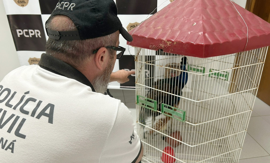 Policial civil observa pavão furtado