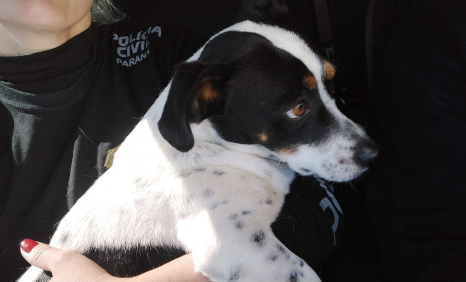 PCPR e GM prendem homem em flagrante por maus-tratos a cachorro em Ponta Grossa