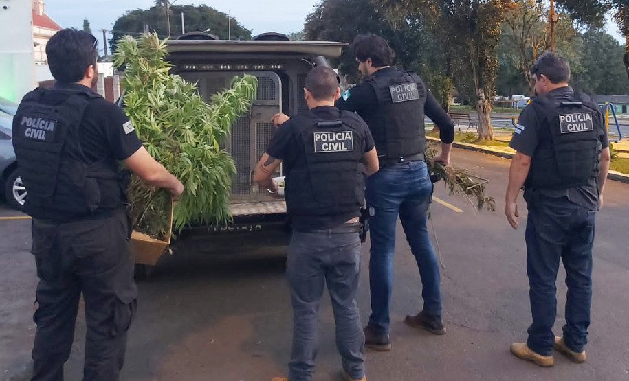 PCPR prende homem por tráfico de drogas e apreende 283 pés de maconha em Teixeira Soares