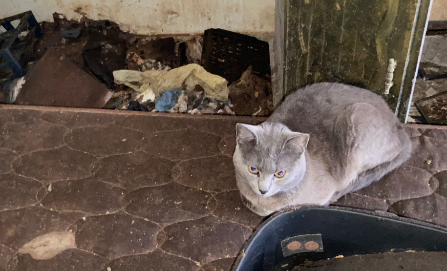 PCPR resgata 17 animais e prende mulher em flagrante por maus-tratos em Curitiba