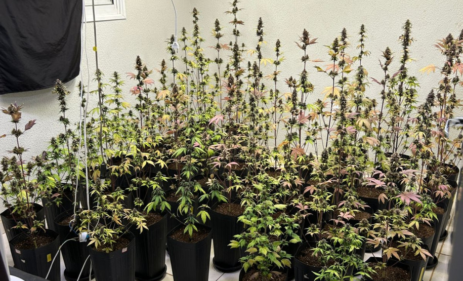 PCPR prende oito pessoas durante operação contra o tráfico de drogas em Londrina