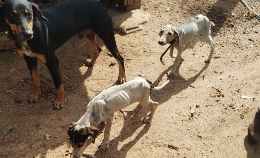 PCPR prende homem por maus-tratos a animais em Imbituva