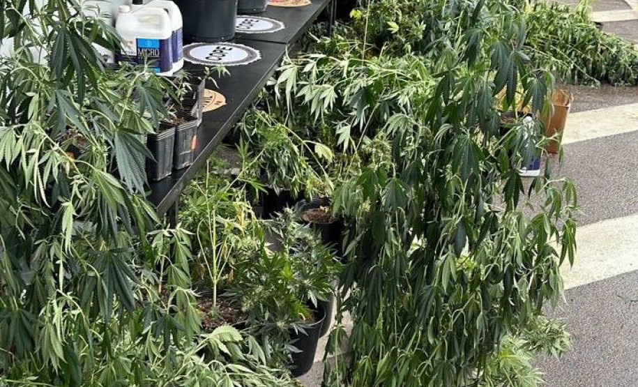 PCPR prende em flagrante quatro homens e apreende drogas em Curitiba e RMC