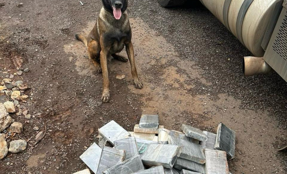 PCPR e PCSC apreendem 45 quilos de drogas e prendem homem em Santa Catarina