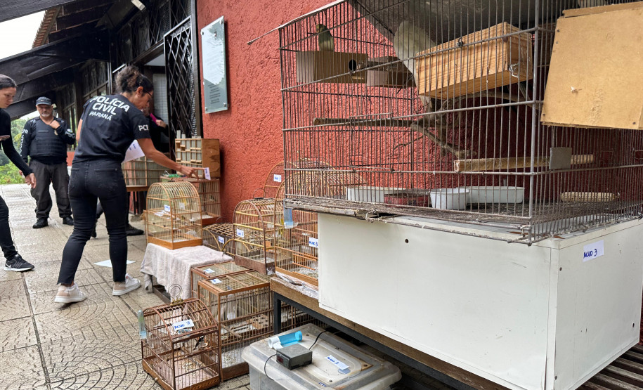 PCPR prende nove pessoas e apreende 390 animais silvestres em operação contra organização criminosa ligada ao tráfico de animais