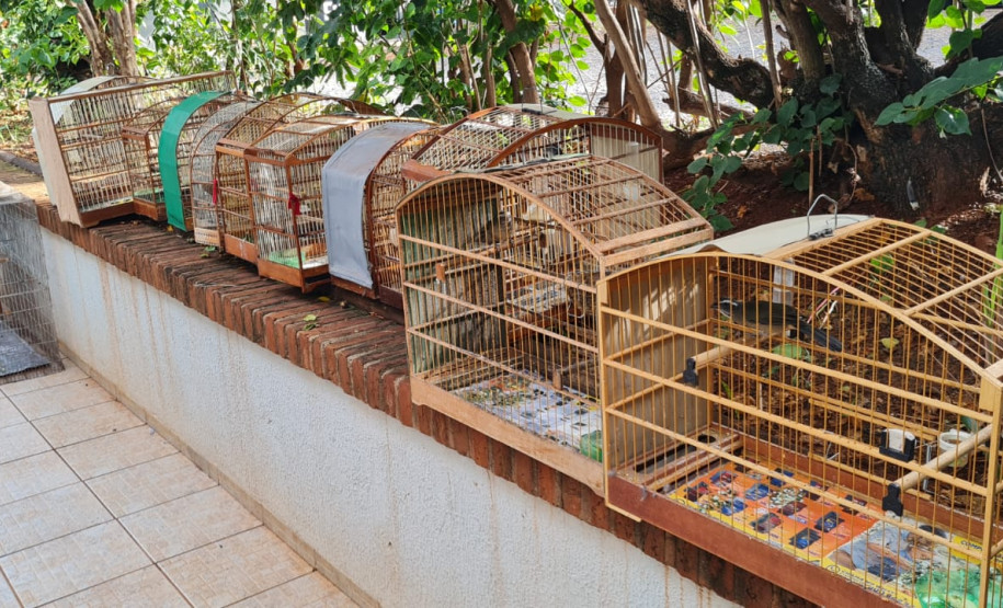 PCPR apreende munições, drogas e resgata pássaros em Bandeirantes