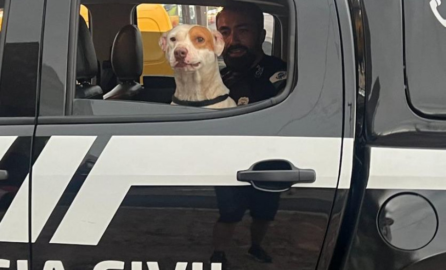 PCPR resgata cachorro abandonado em Matinhos