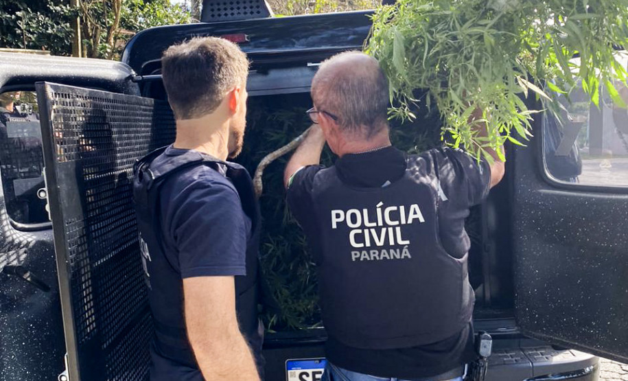 PCPR prende homem em flagrante e apreende pés de maconha em Curitiba