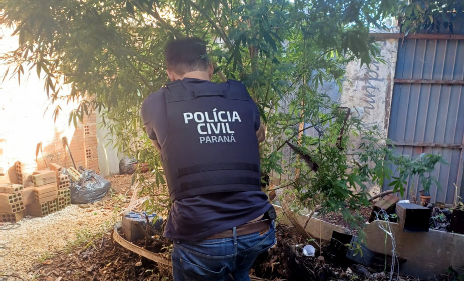 PCPR prende homem em flagrante e apreende pés de maconha em Curitiba