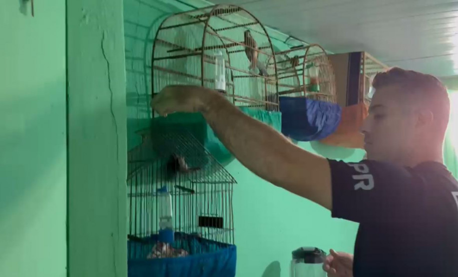 PCPR prende homem por tráfico de animais e maus-tratos em Curitiba