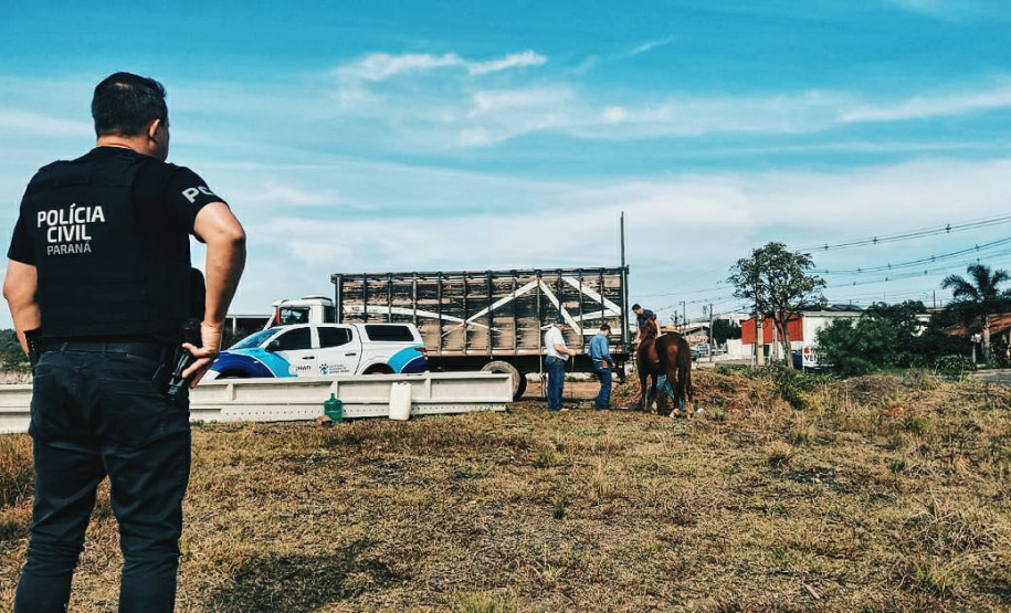 PCPR prende homem por maus-tratos e resgata cães, cavalos e mula em Irati