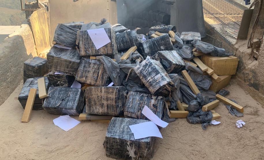 PCPR incinera três toneladas e mil pés de maconha em Campina Grande do Sul