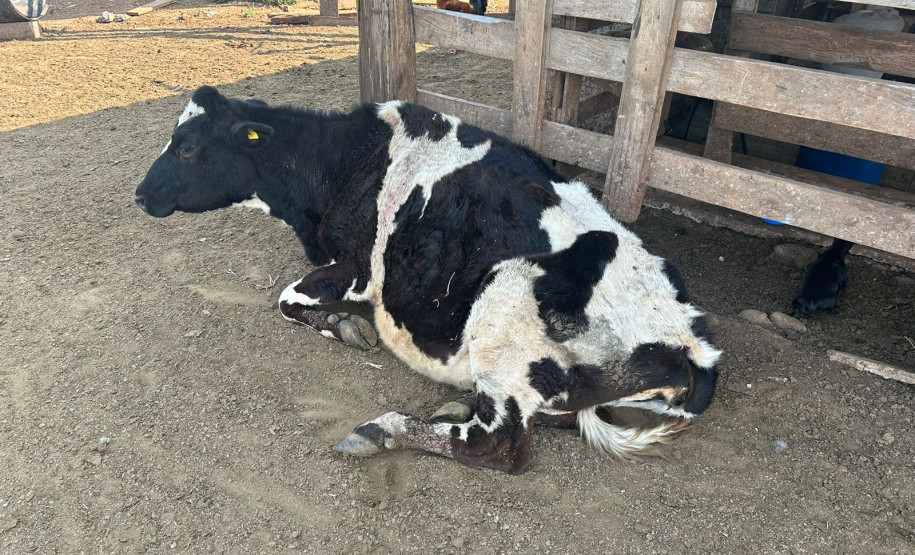 PCPR prende homem em flagrante por maus tratos ao gado em Congonhinhas