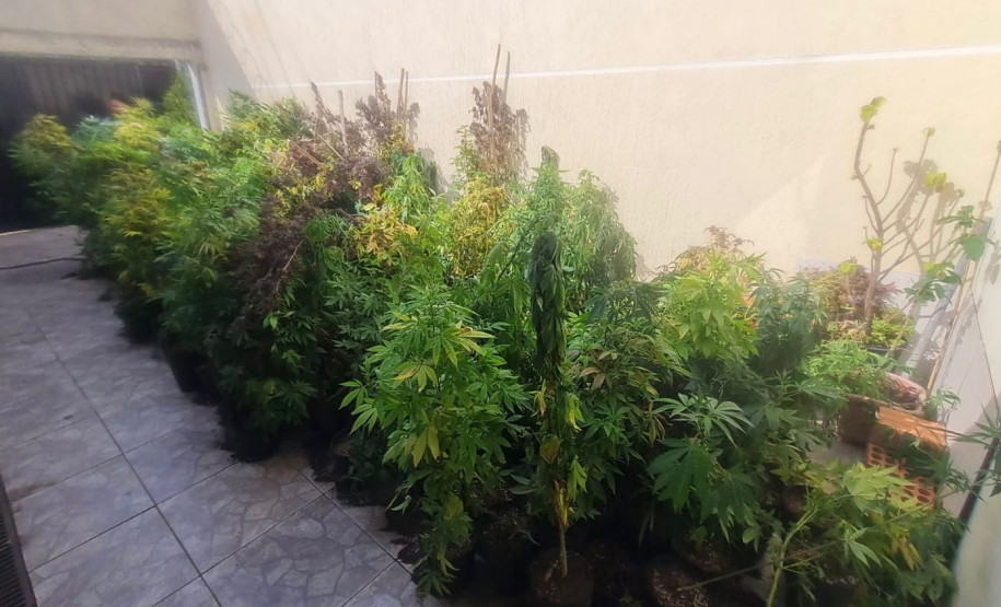 PCPR incinera três toneladas e mil pés de maconha em Campina Grande do Sul