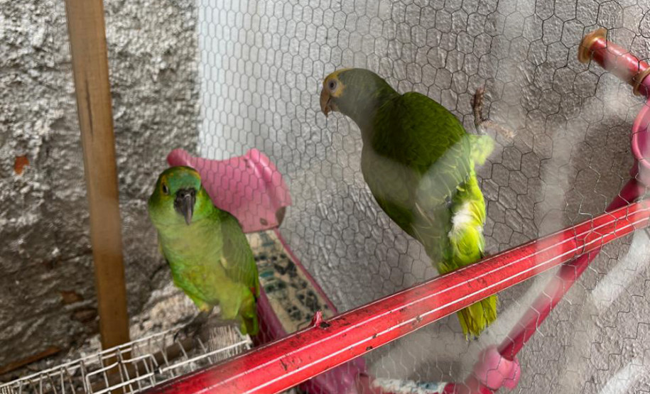 PCPR resgata papagaios mantidos ilegalmente em residência
