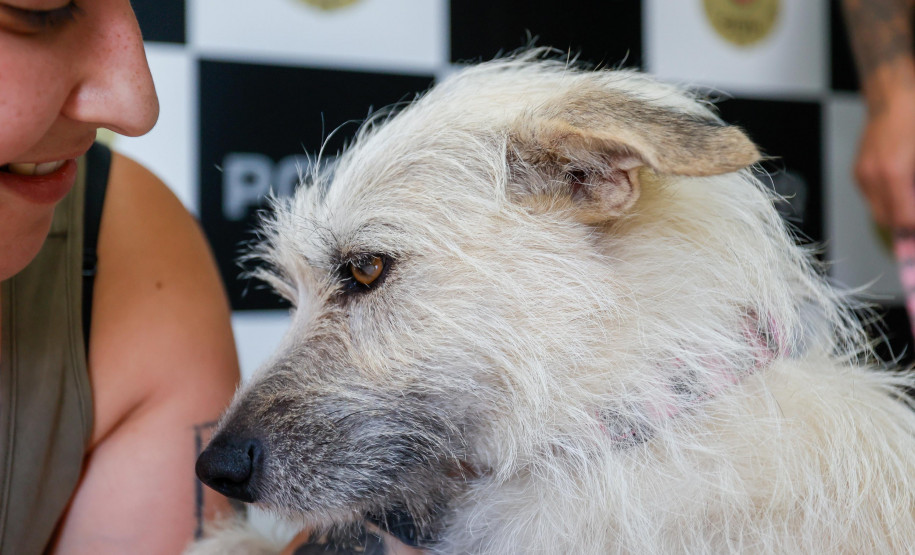 Policiais civis adotam cachorrinha que "pediu ajuda" para salvar os filhotes