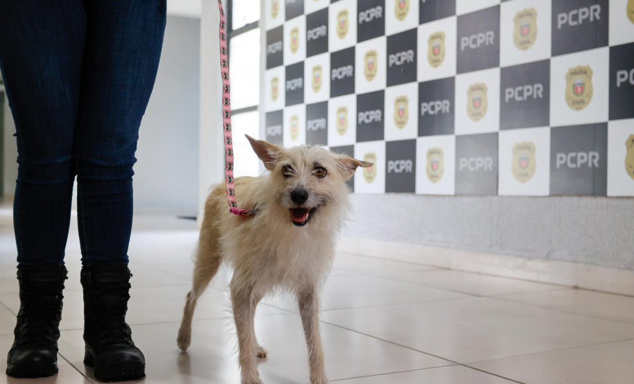 Policiais civis adotam cachorrinha que "pediu ajuda" para salvar os filhotes