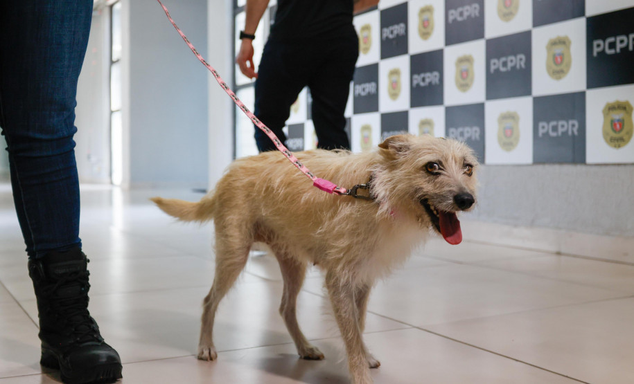 Policiais civis adotam cachorrinha que "pediu ajuda" para salvar os filhotes