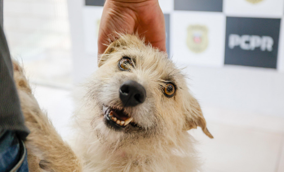 Policiais civis adotam cachorrinha que "pediu ajuda" para salvar os filhotes