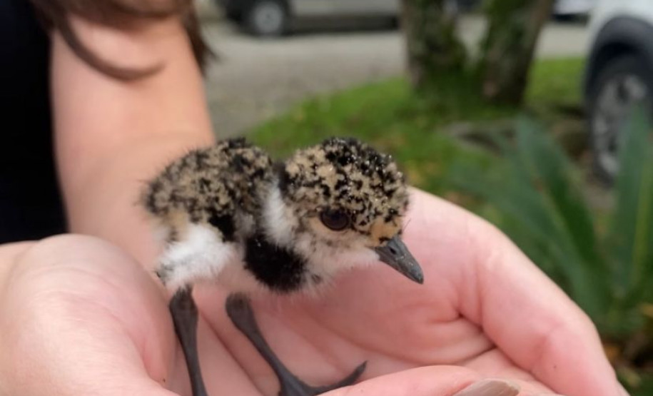 PCPR resgata quero-quero que havia caído em bueiro em Paranaguá