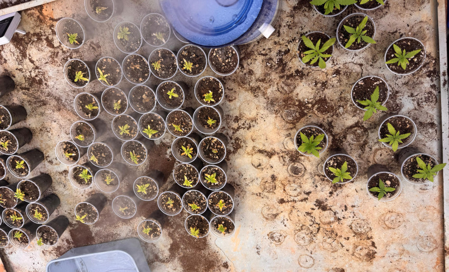 PCPR desmantela estufa para a produção de maconha em Piraquara