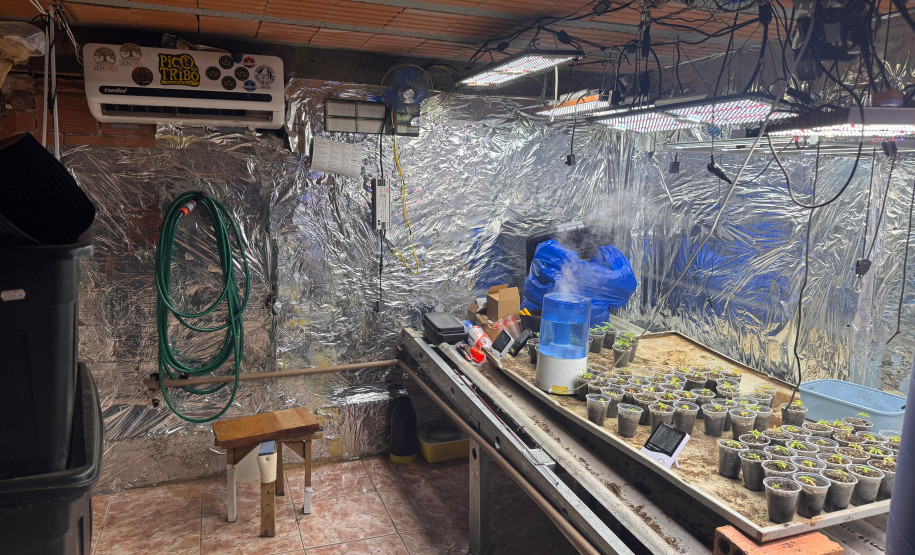 PCPR desmantela estufa para a produção de maconha em Piraquara