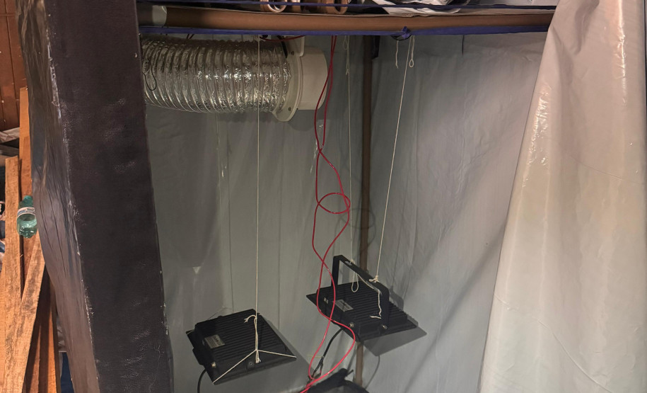 PCPR desmantela estufa para a produção de maconha em Piraquara