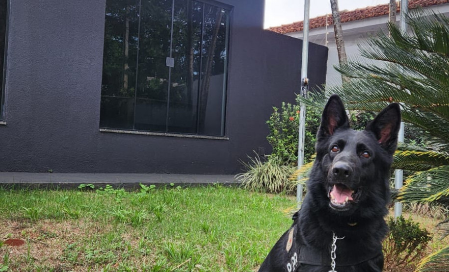 PCPR e PMPR incineram mais de 400 quilos de maconha em menos de uma semana após a apreensão