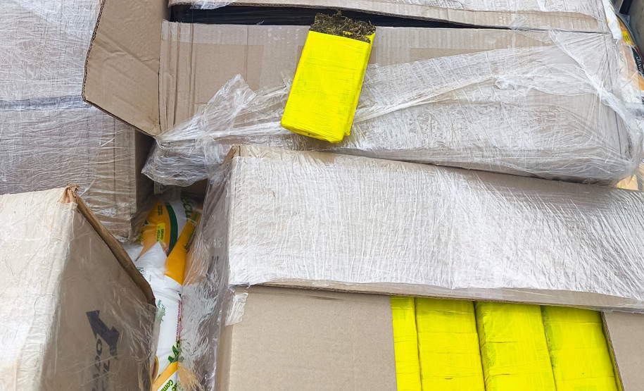PCPR e PMPR incineram mais de 400 quilos de maconha em menos de uma semana após a apreensão