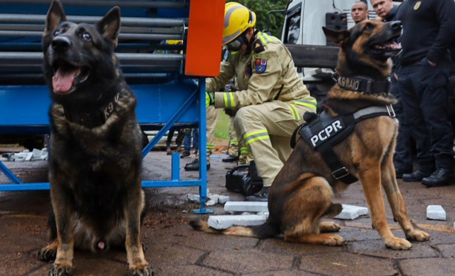 Cães da PCPR ajudaram na apreensão de 2,8 toneladas de drogas em 2024