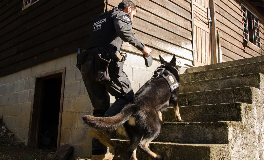 Cães da PCPR ajudaram na apreensão de 2,8 toneladas de drogas em 2024