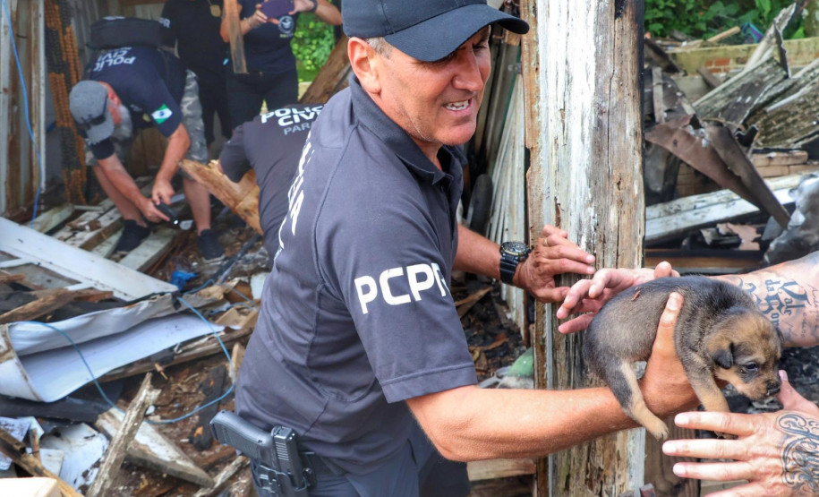 PCPR resgata cadela e filhotes presos em escombros em Guaratuba