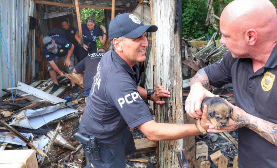 PCPR resgata cadela e filhotes presos em escombros em Guaratuba